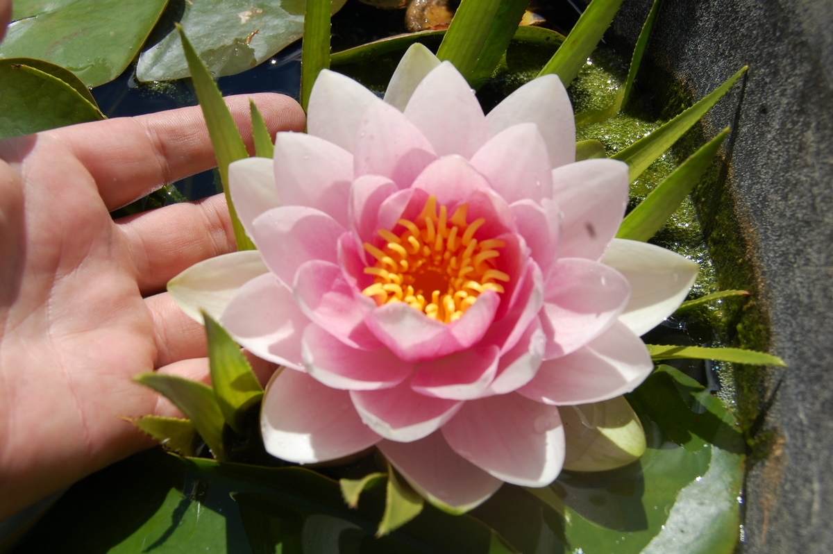 acheter nymphaea magdeleine for sale buy on line (60)