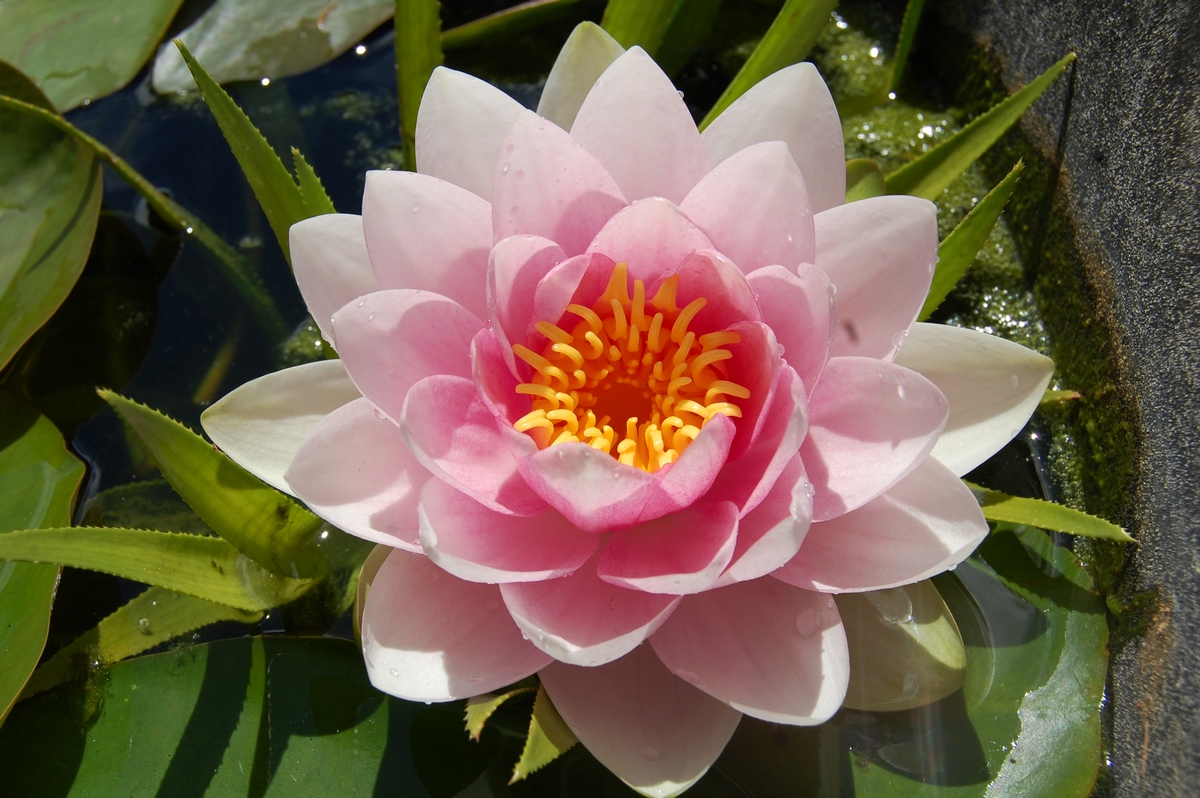 acheter nymphaea magdeleine for sale buy on line (65)