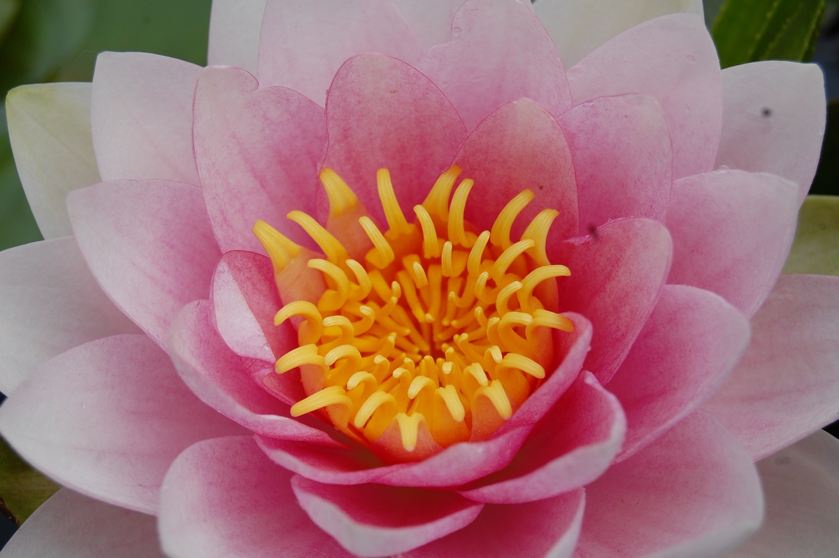 acheter nymphaea magdeleine for sale buy on line (70)