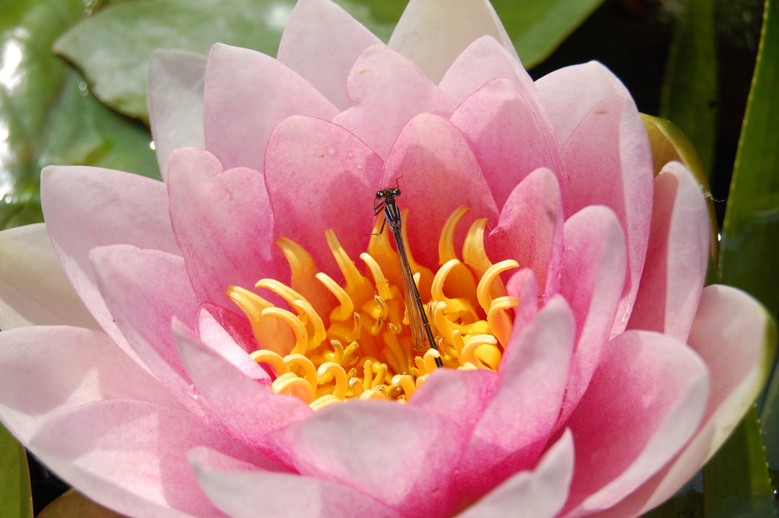 acheter nymphaea magdeleine for sale buy on line (84)