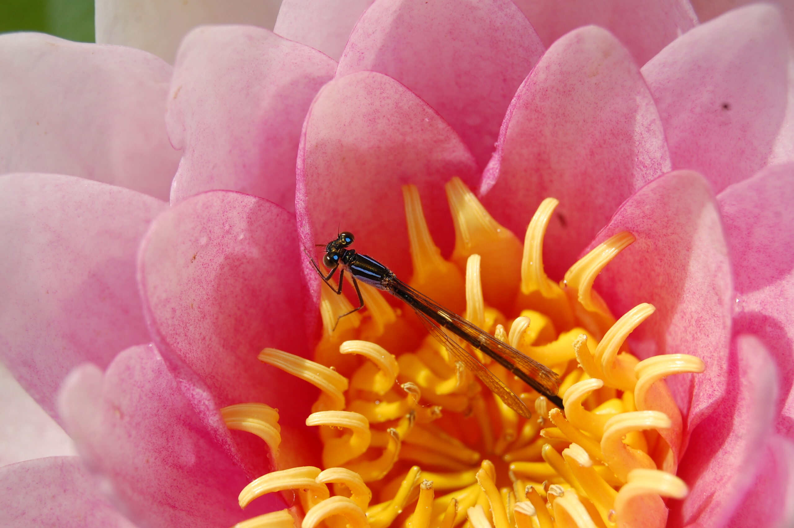 acheter nymphaea magdeleine for sale buy on line (95)