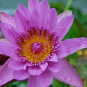 acheter nymphaea nénuphar Pin Capensis for sale by on line (1)