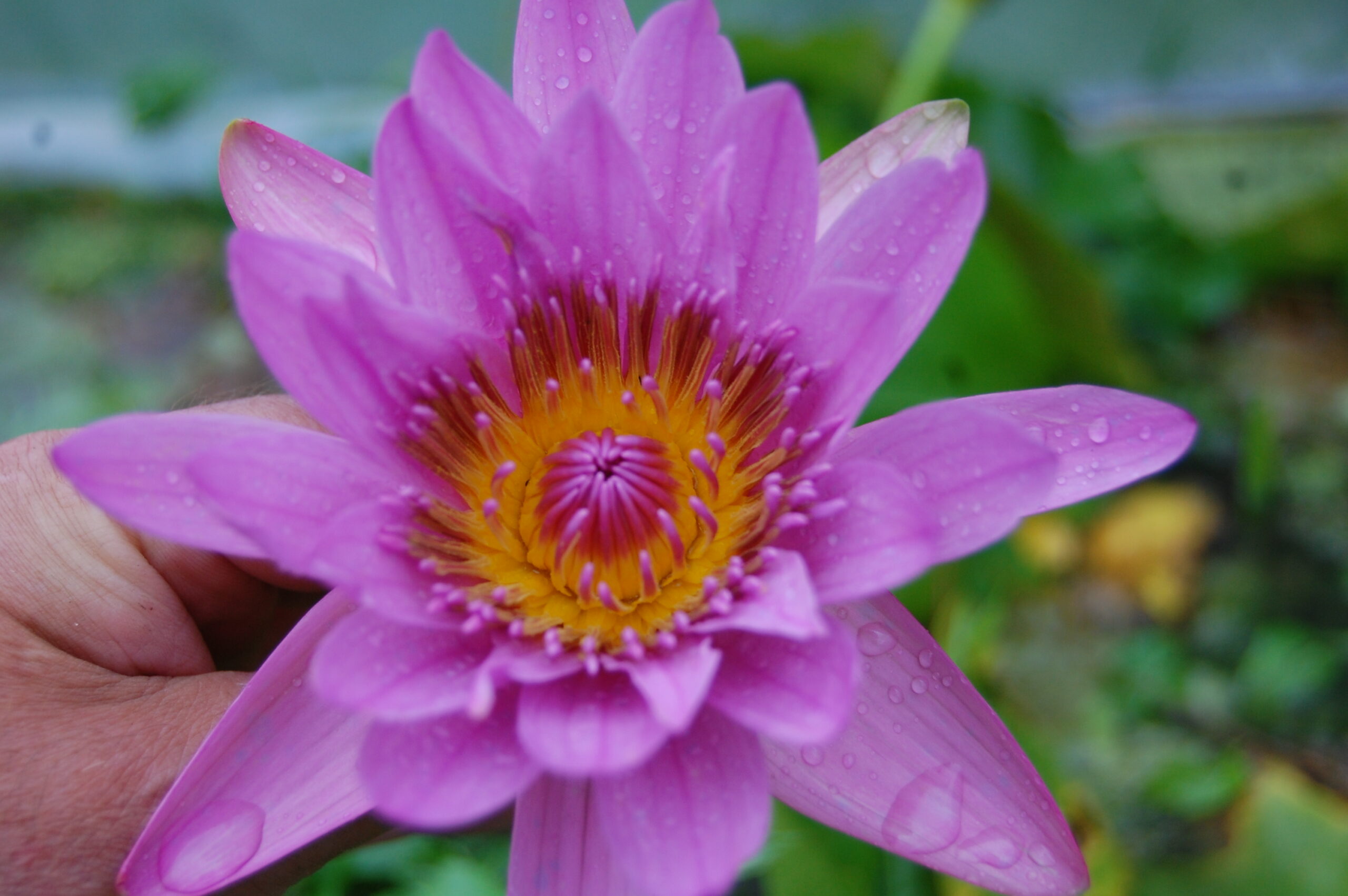 acheter nymphaea nénuphar Pin Capensis for sale by on line (1)