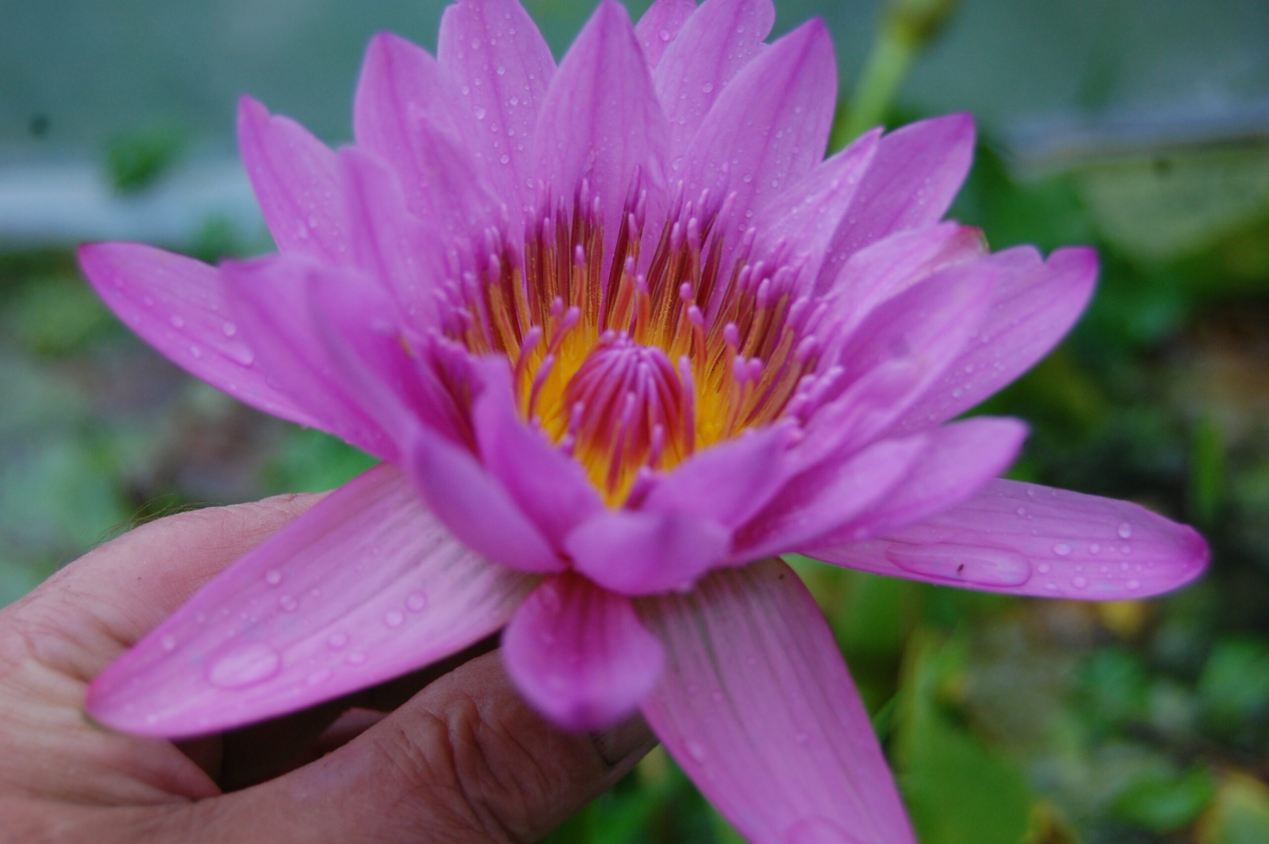 acheter nymphaea nénuphar Pin Capensis for sale by on line (3)