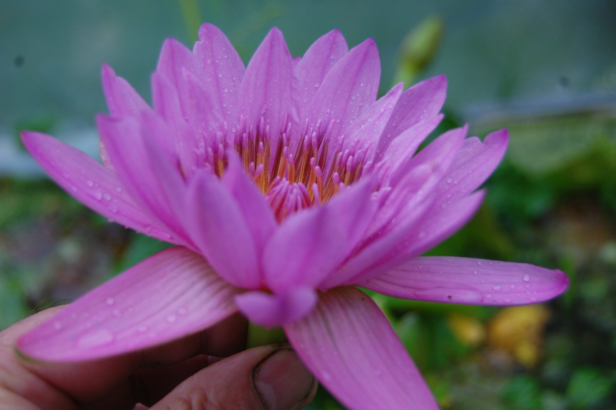 acheter nymphaea nénuphar Pin Capensis for sale by on line (5)