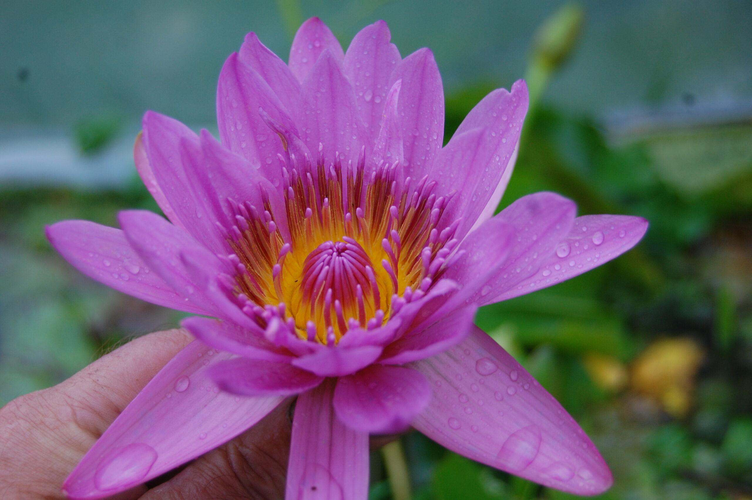 acheter nymphaea nénuphar Pin Capensis for sale by on line (9)
