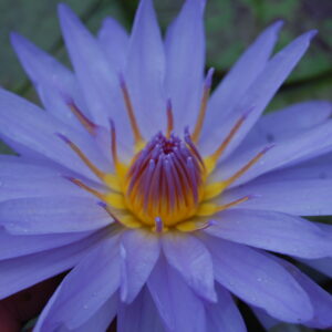 acheter nymphaea nénuphar tropical Michel for sale buy on line (16)