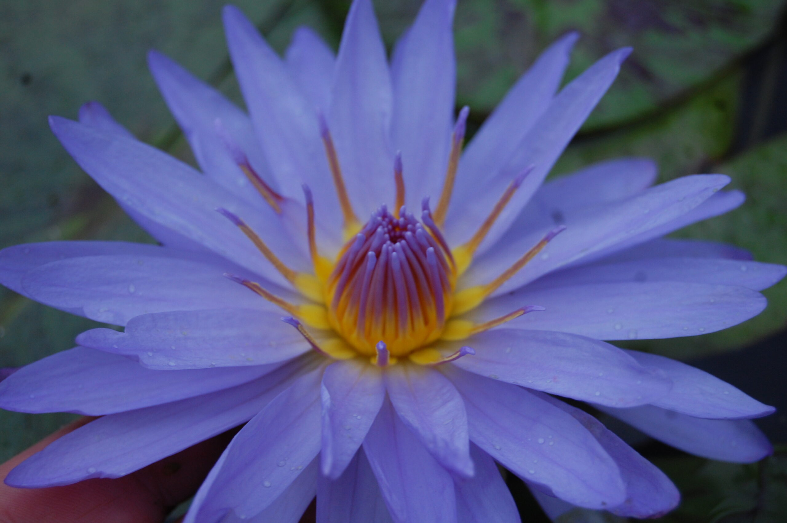 acheter nymphaea nénuphar tropical Michel for sale buy on line (16)