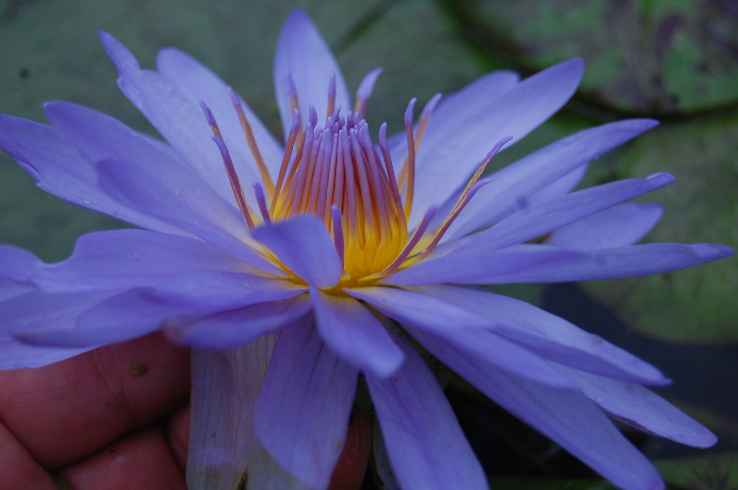 acheter nymphaea nénuphar tropical Michel for sale buy on line (22)