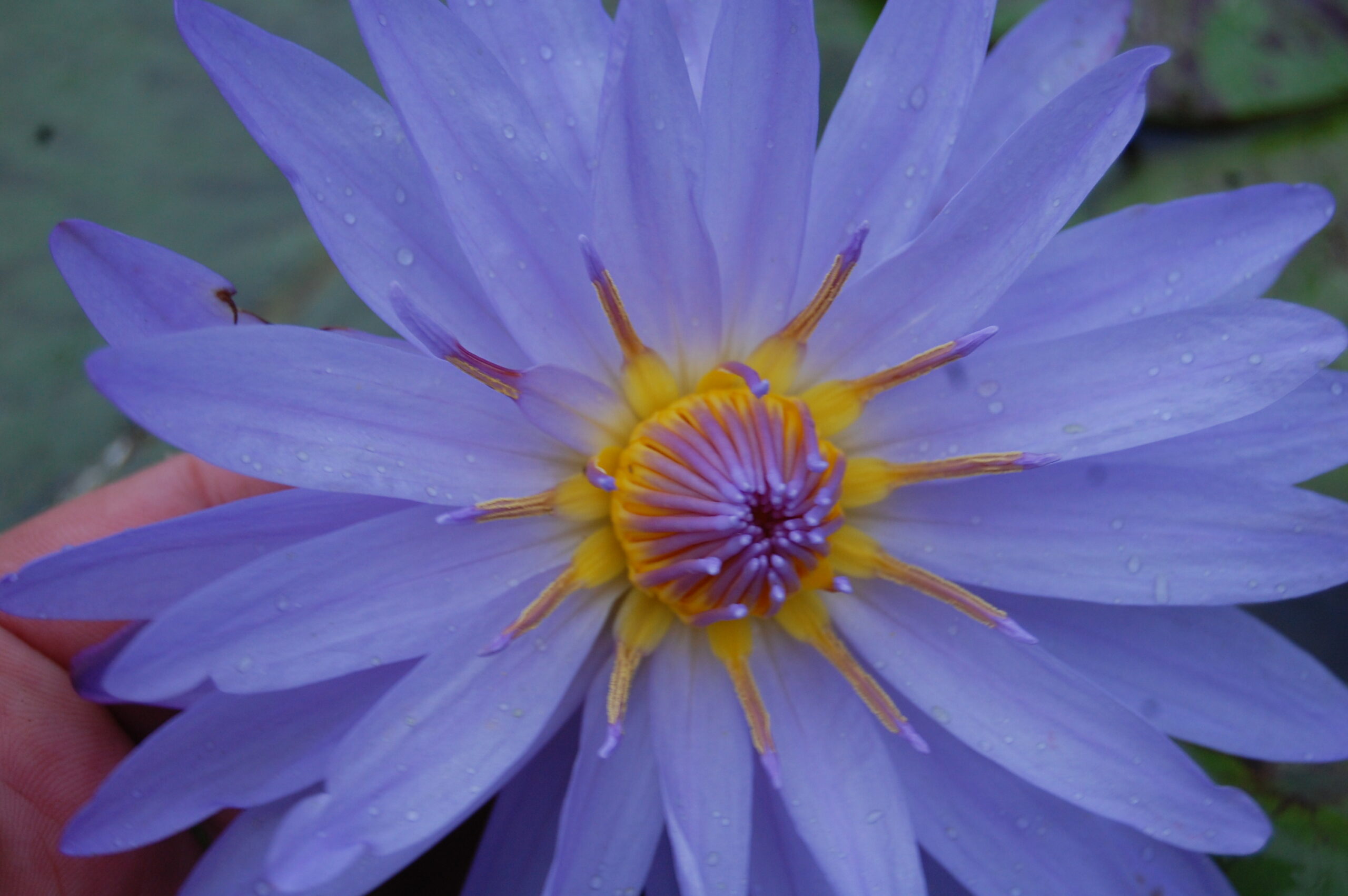 acheter nymphaea nénuphar tropical Michel for sale buy on line (26)