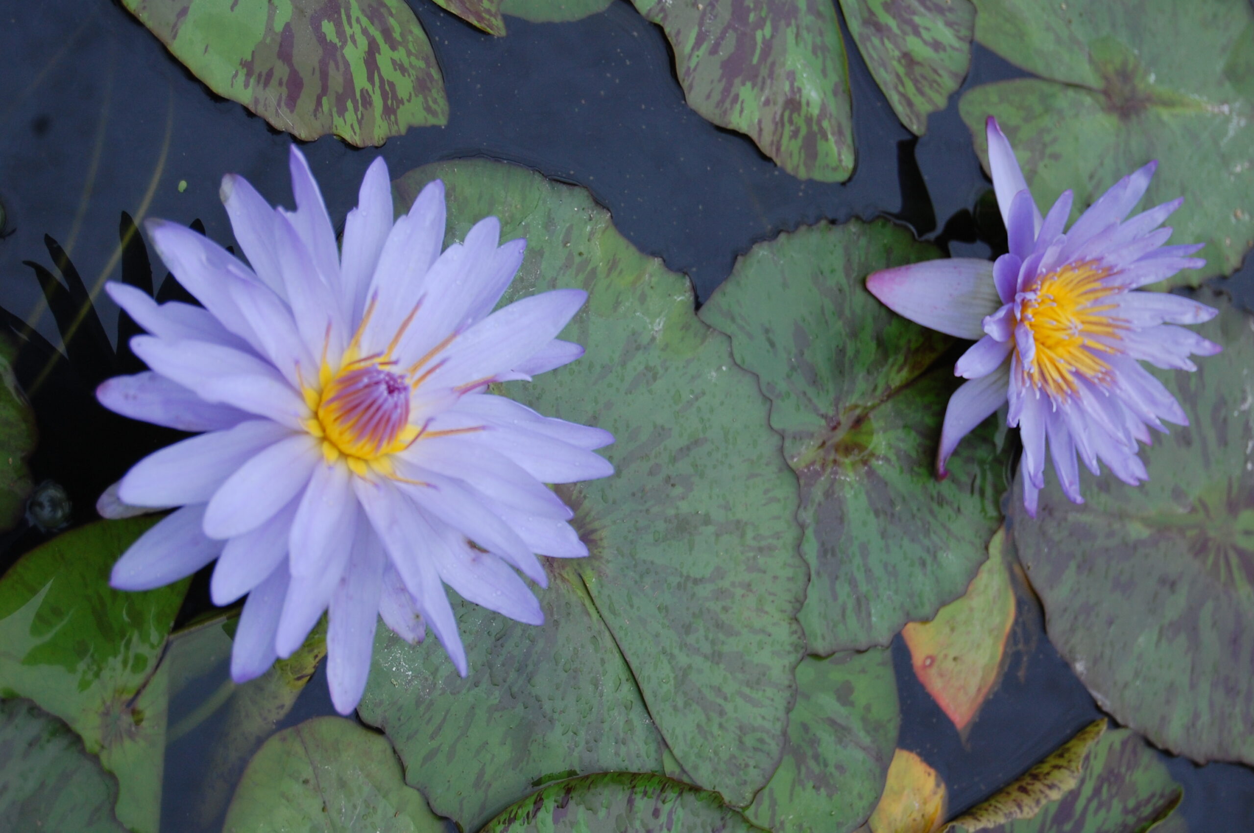 acheter nymphaea nénuphar tropical Michel for sale buy on line (28)