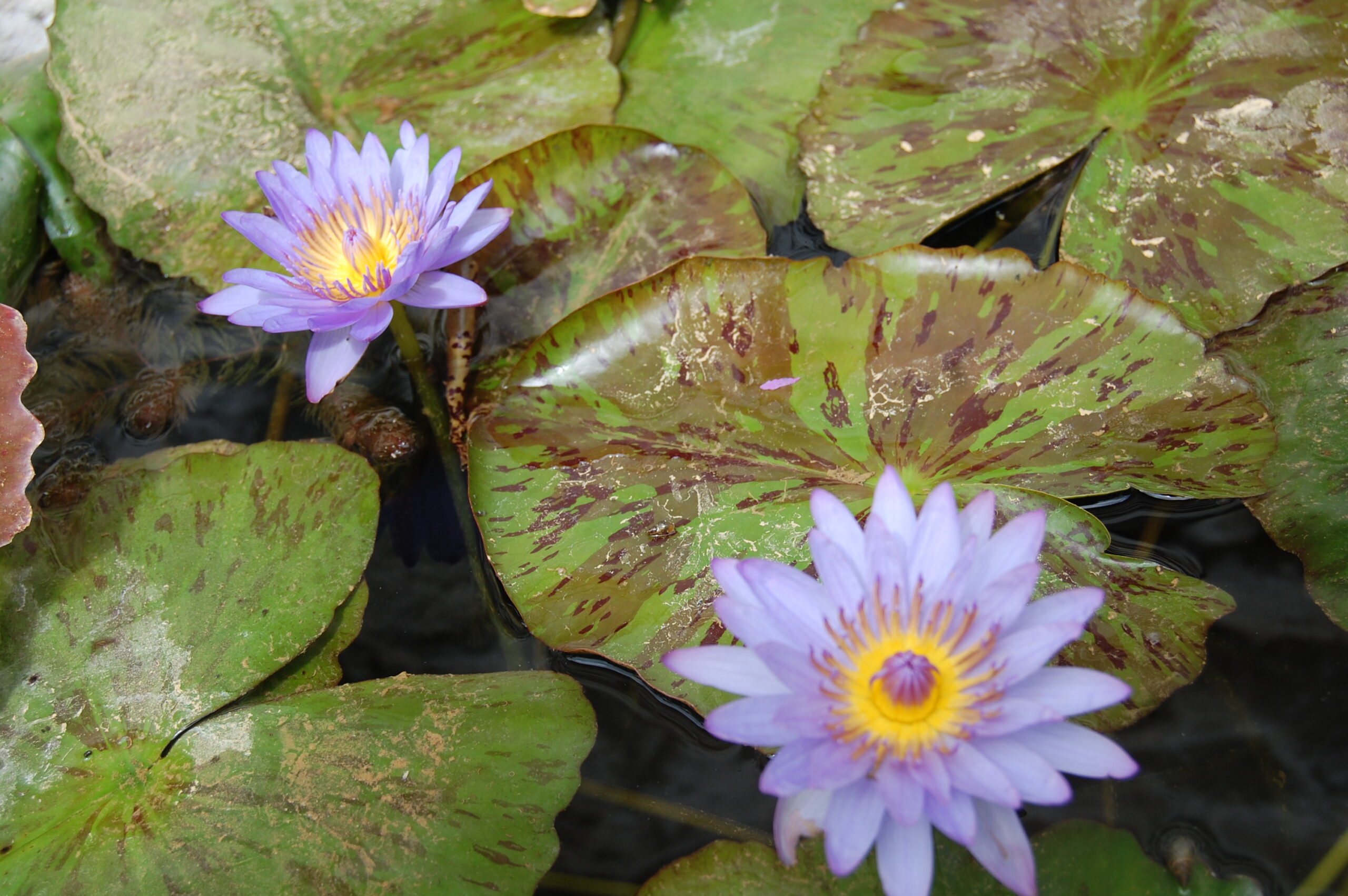 acheter nymphaea nénuphar tropical Michel for sale buy on line (30)