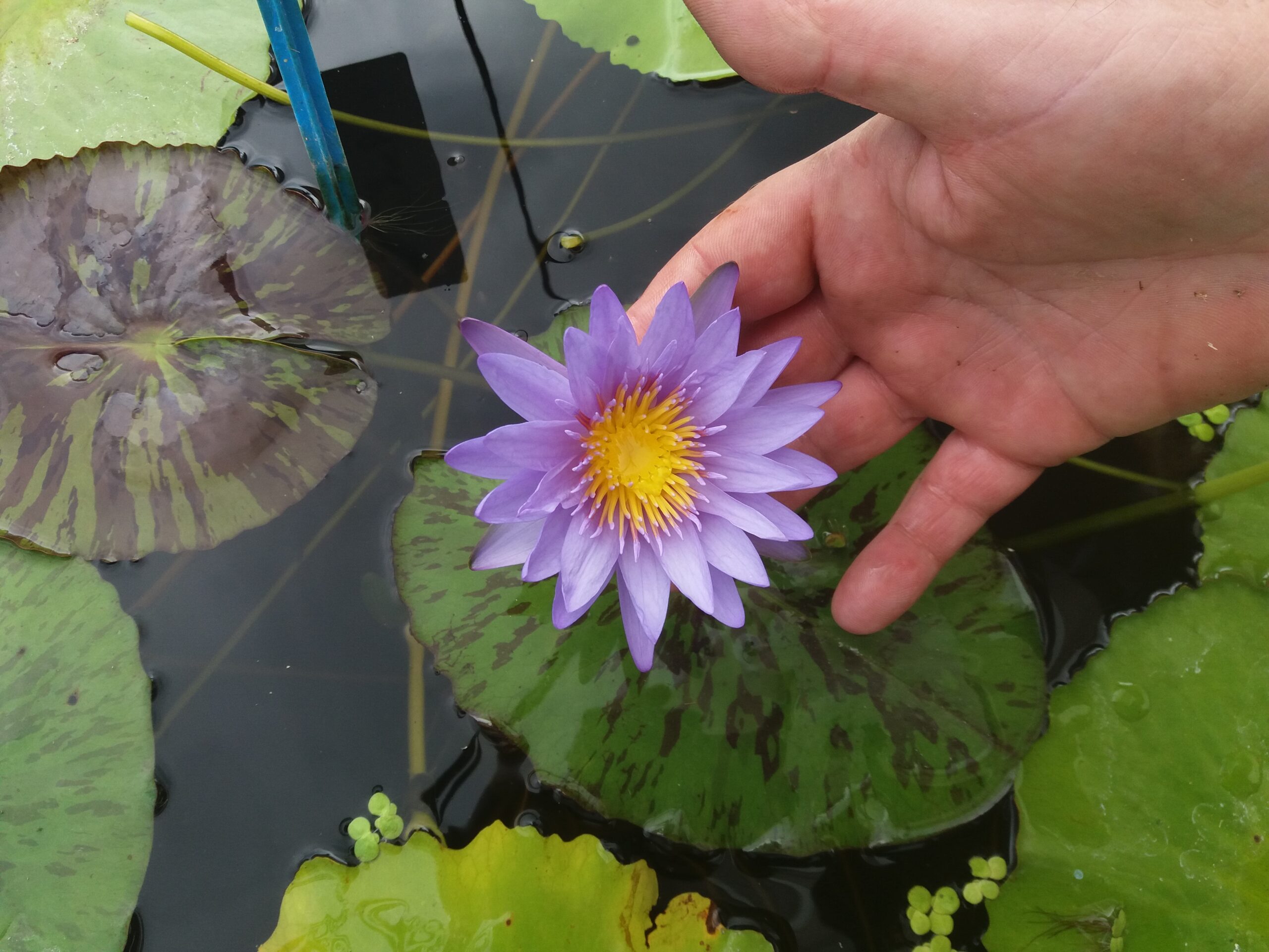 acheter nymphaea nénuphar tropical Michel for sale buy on line (32)