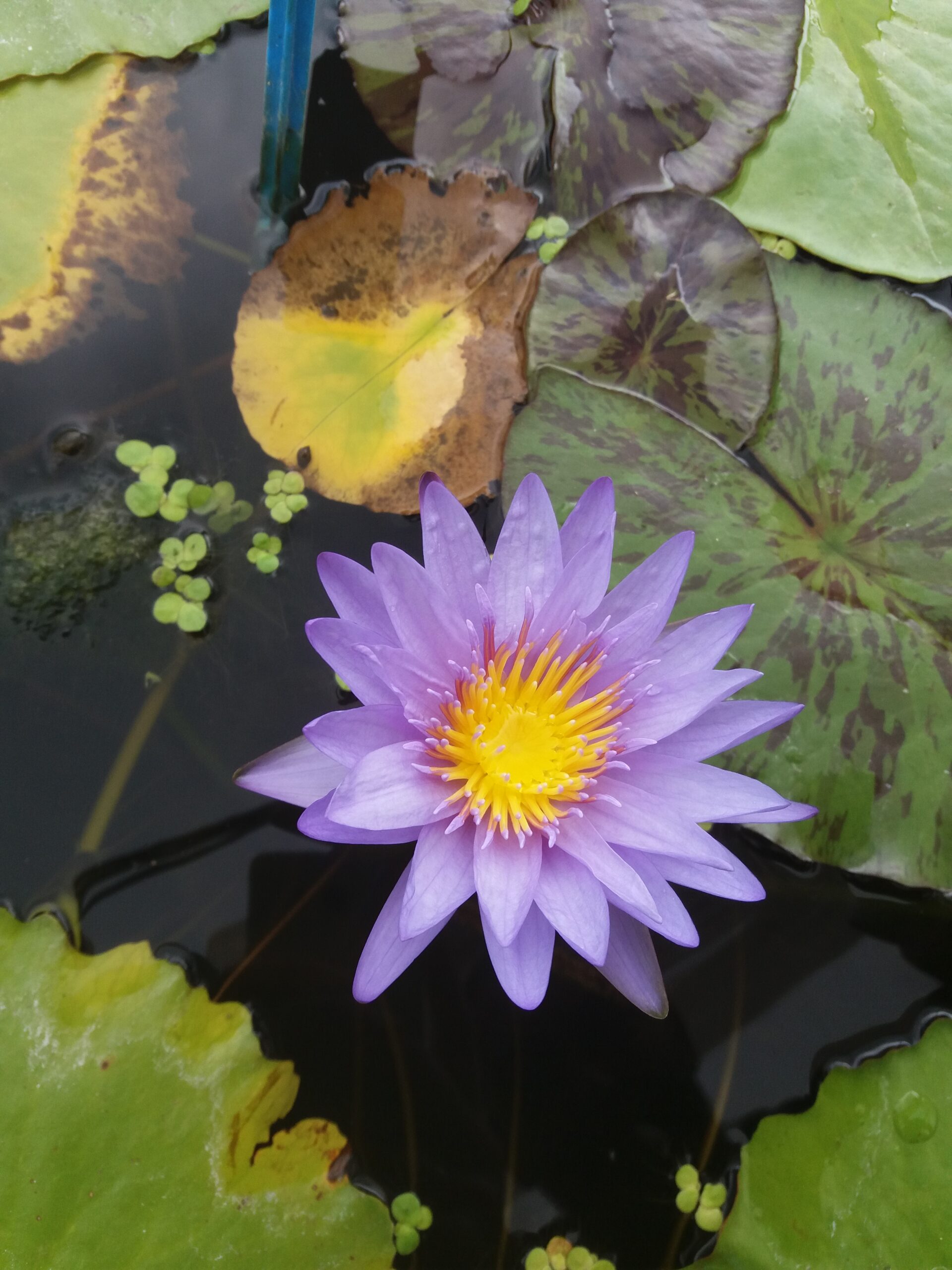 acheter nymphaea nénuphar tropical Michel for sale buy on line (34)