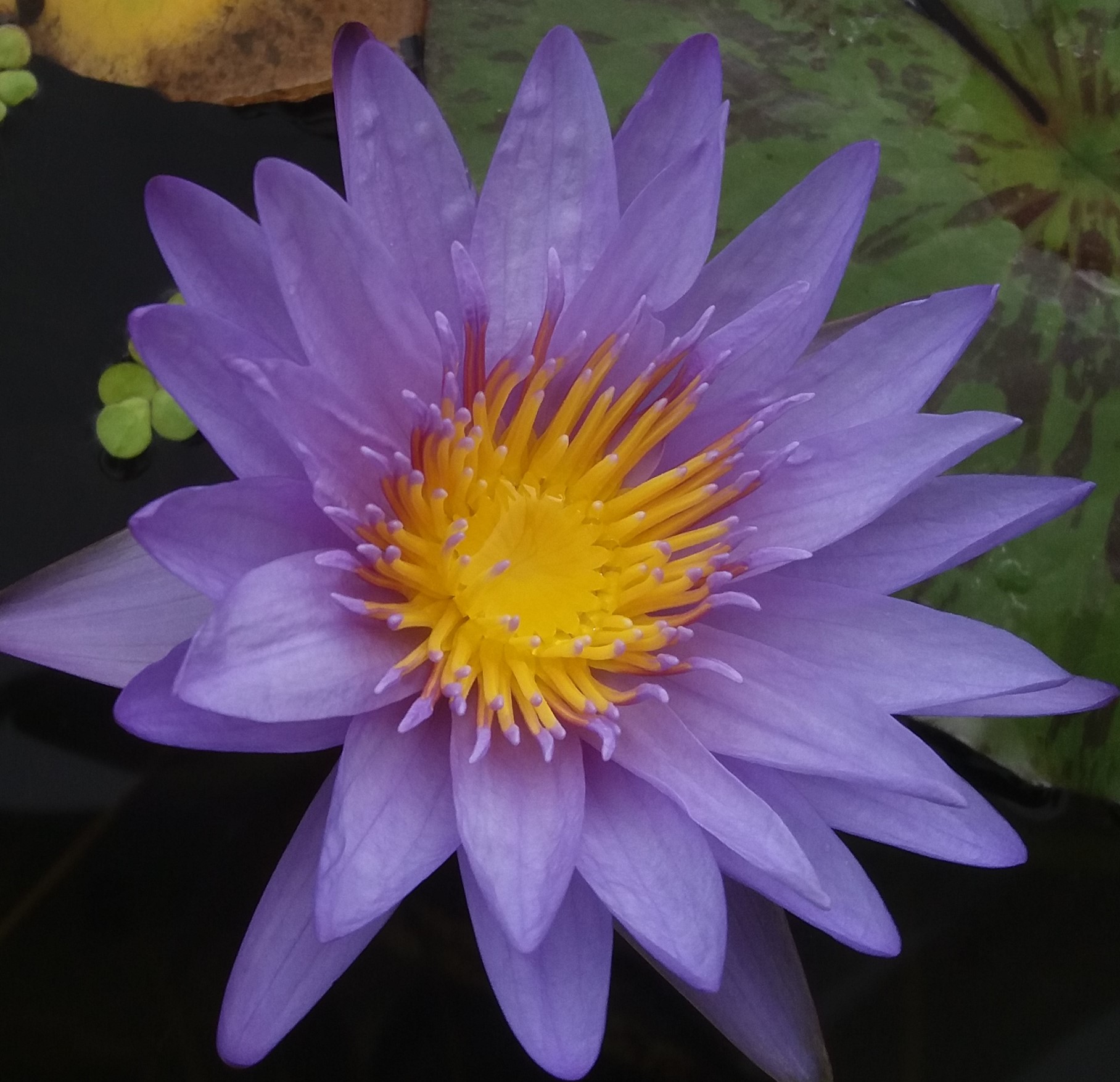acheter nymphaea nénuphar tropical Michel for sale buy on line (35)