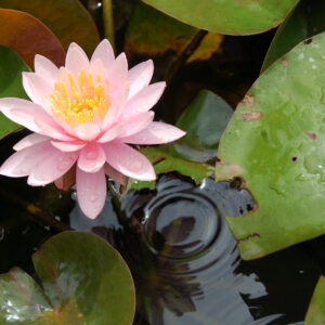 acheter nymphaea odorata exquisita for sale buy on line (13)