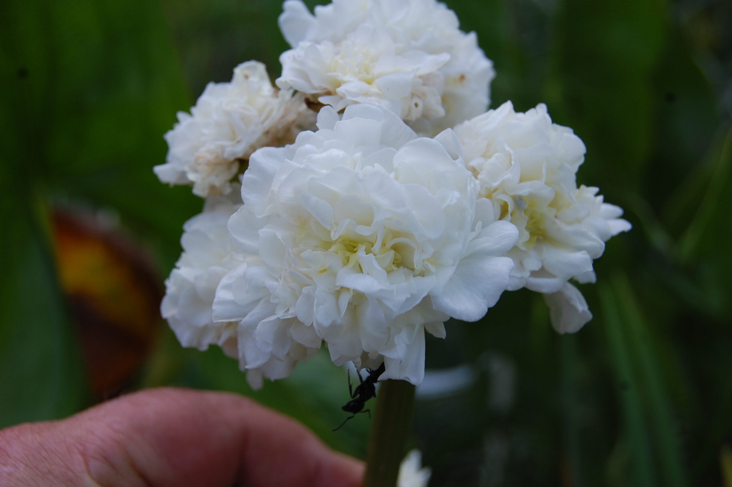 acheter sagittaria Flore Pleno for sale buy on line (1)