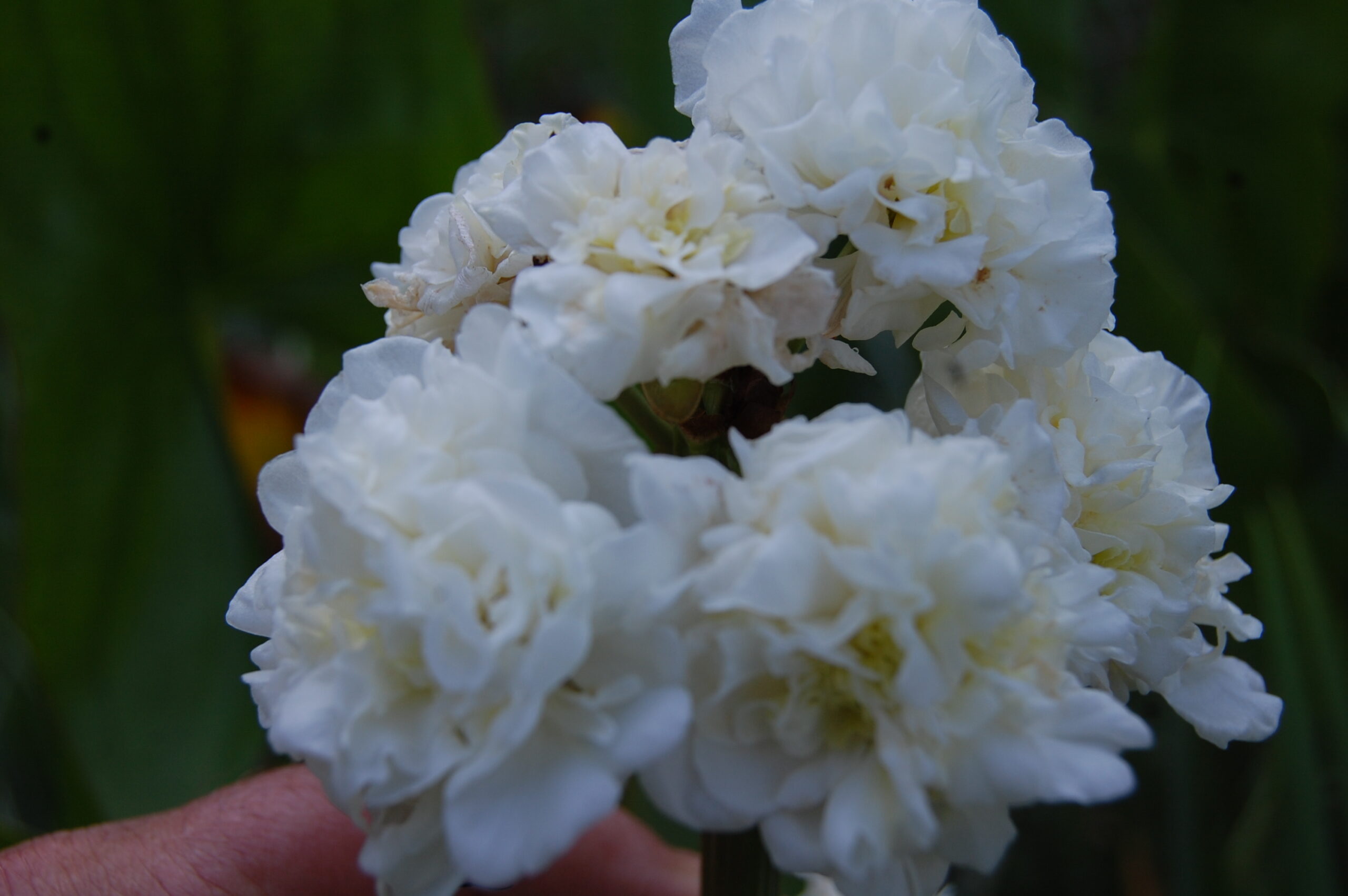 acheter sagittaria Flore Pleno for sale buy on line (10)