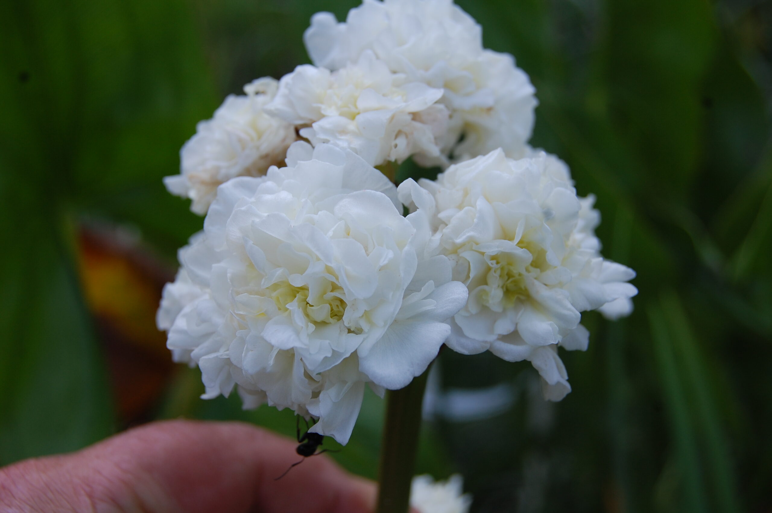 acheter sagittaria Flore Pleno for sale buy on line (11)