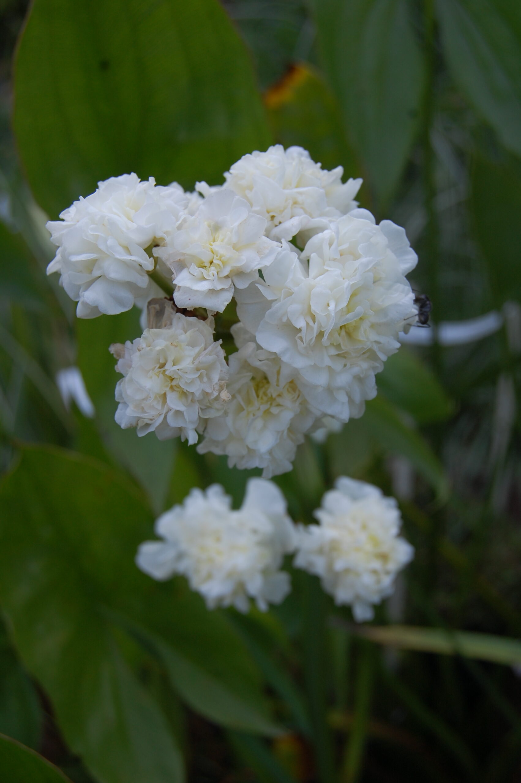 acheter sagittaria Flore Pleno for sale buy on line (2)