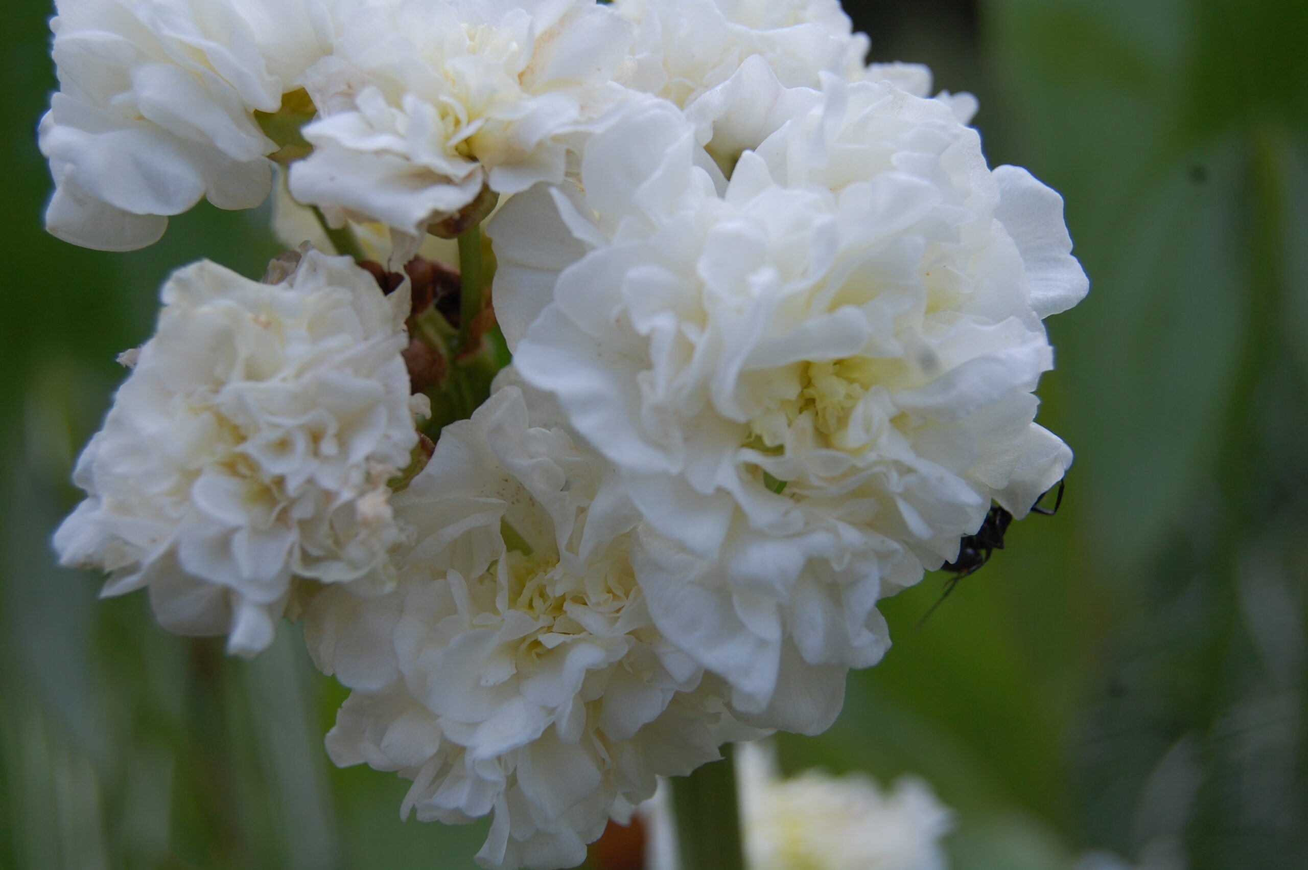 acheter sagittaria Flore Pleno for sale buy on line (3)