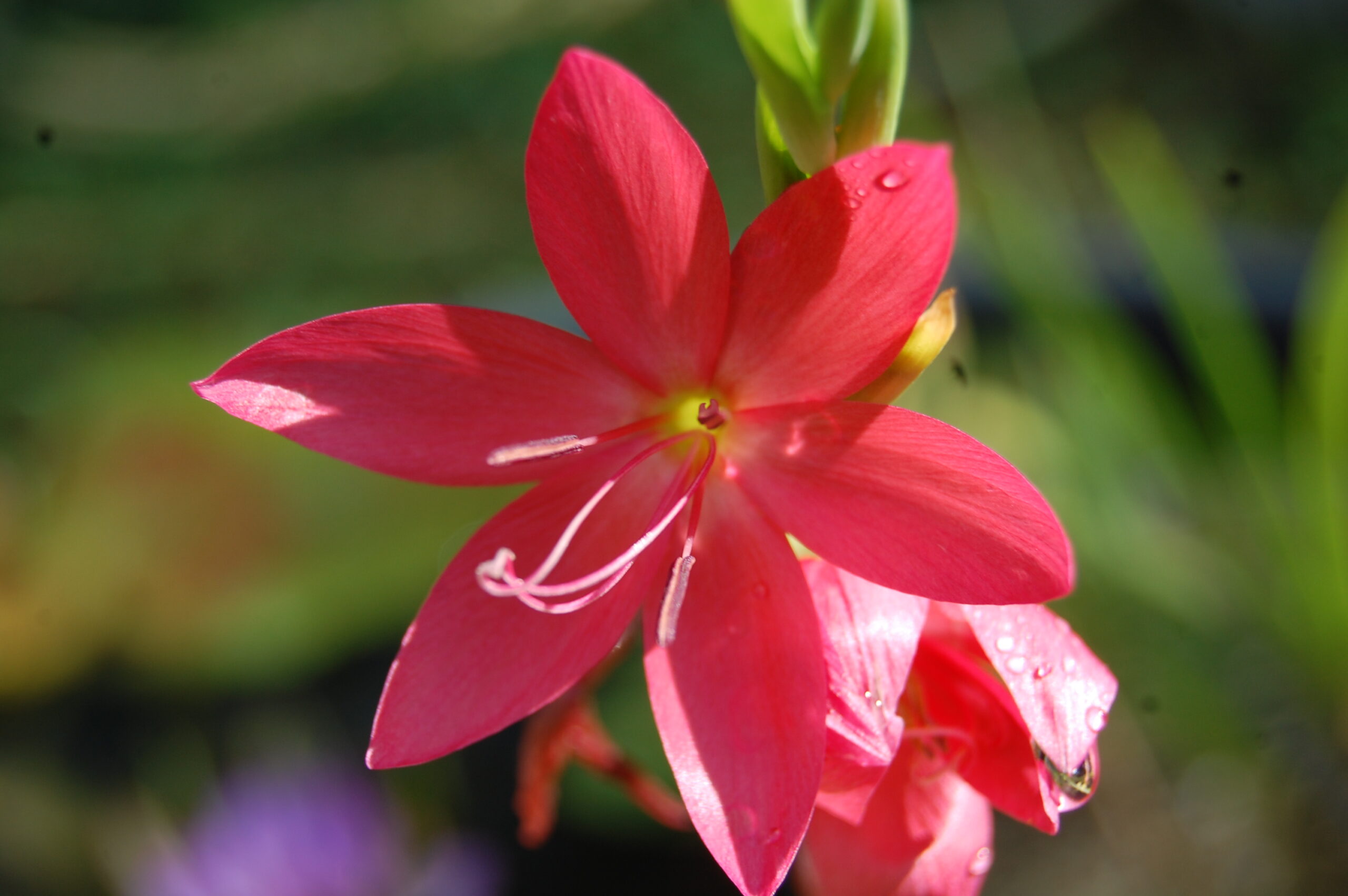 acheter schizostylis for sale buy on line (1)