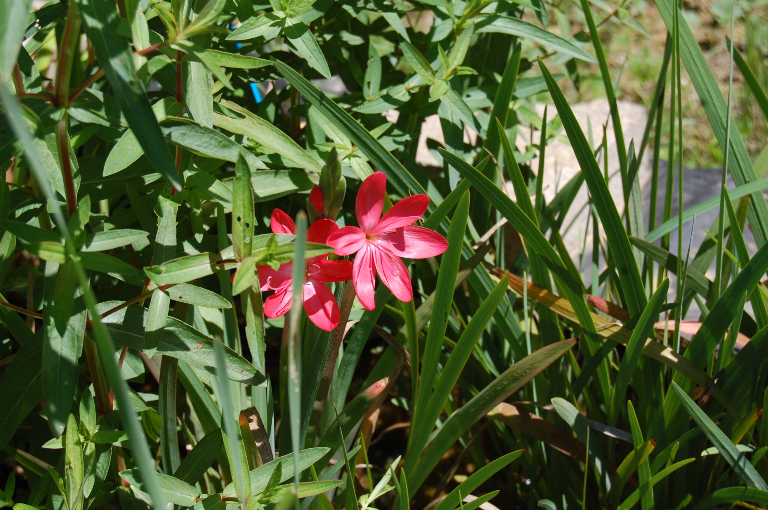 acheter schizostylis for sale buy on line (2)