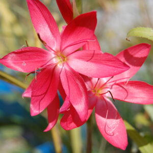 acheter schizostylis for sale buy on line (4)