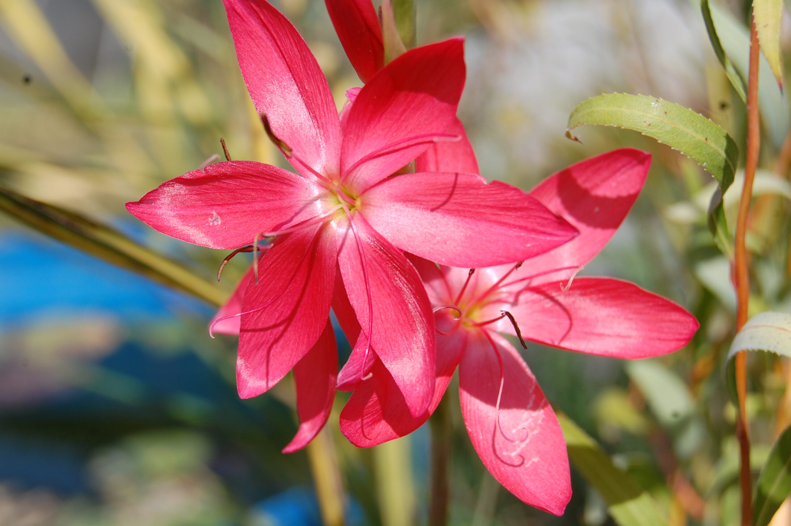 acheter schizostylis for sale buy on line (4)