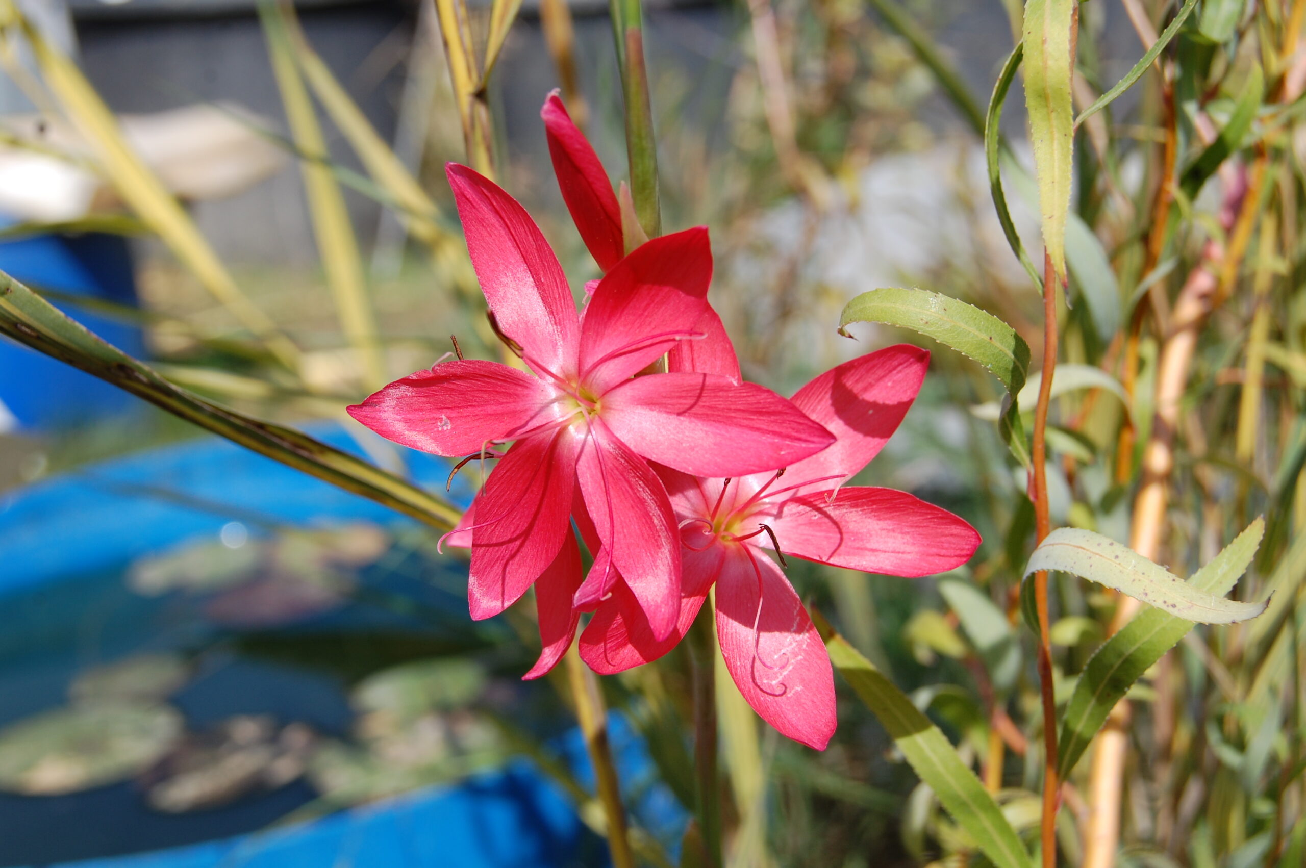 acheter schizostylis for sale buy on line (5)