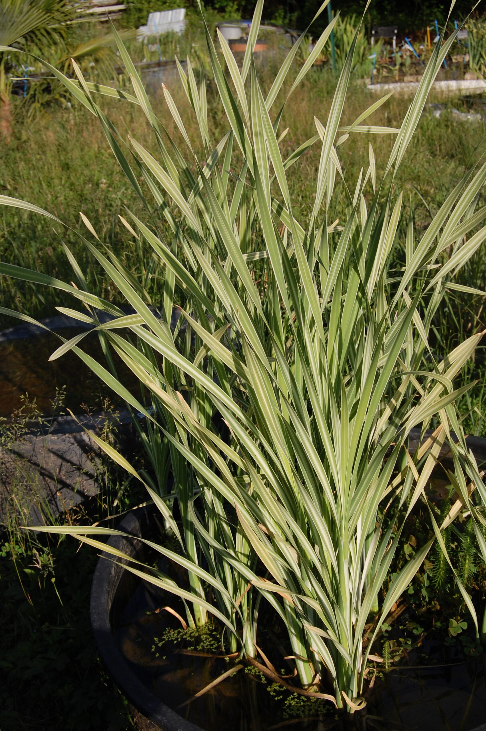 acheter typha latifolia variegata for sale buy on line (1)