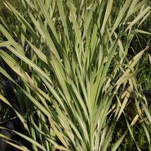 acheter typha latifolia variegata for sale buy on line (2)