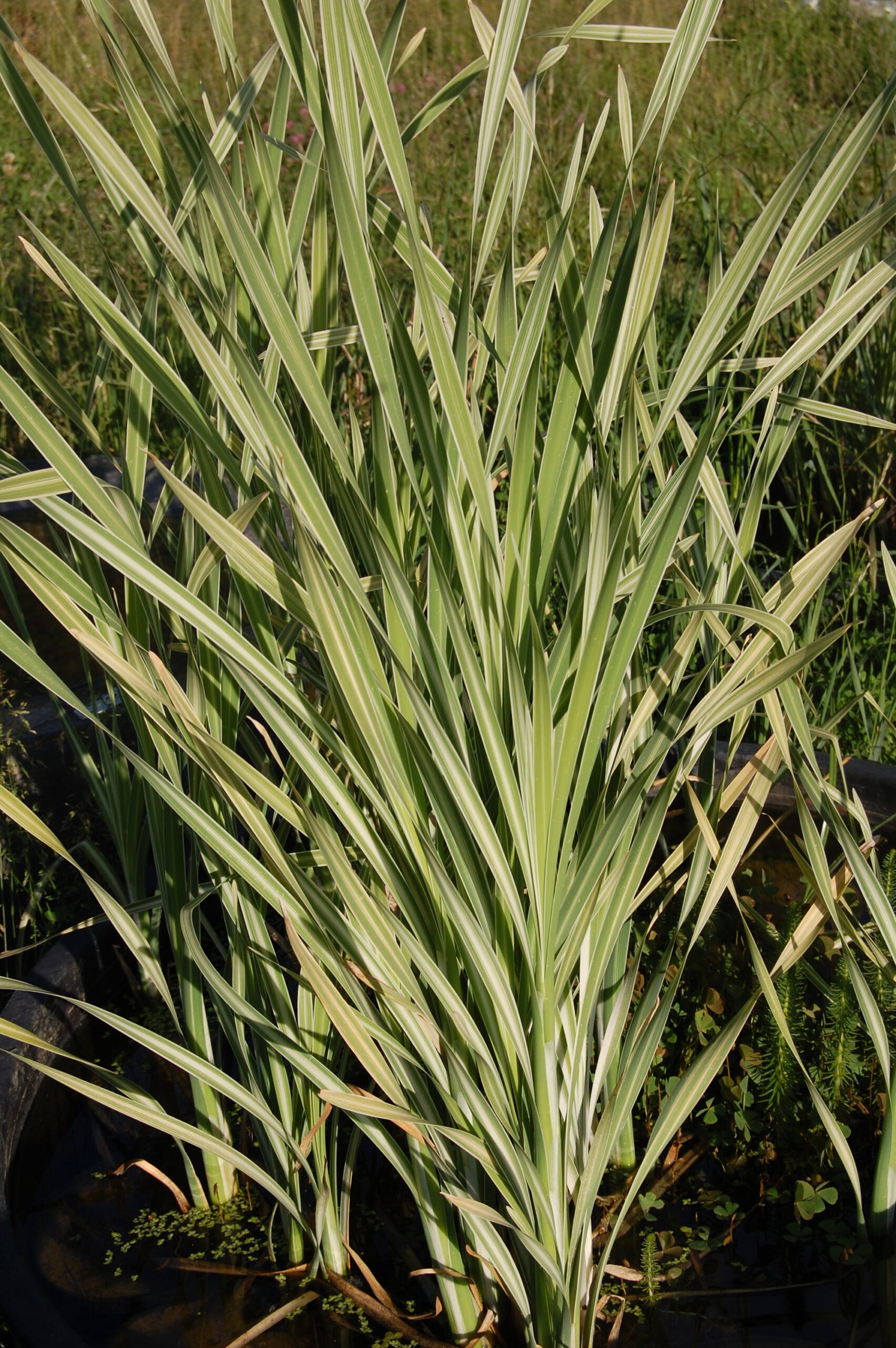 acheter typha latifolia variegata for sale buy on line (2)