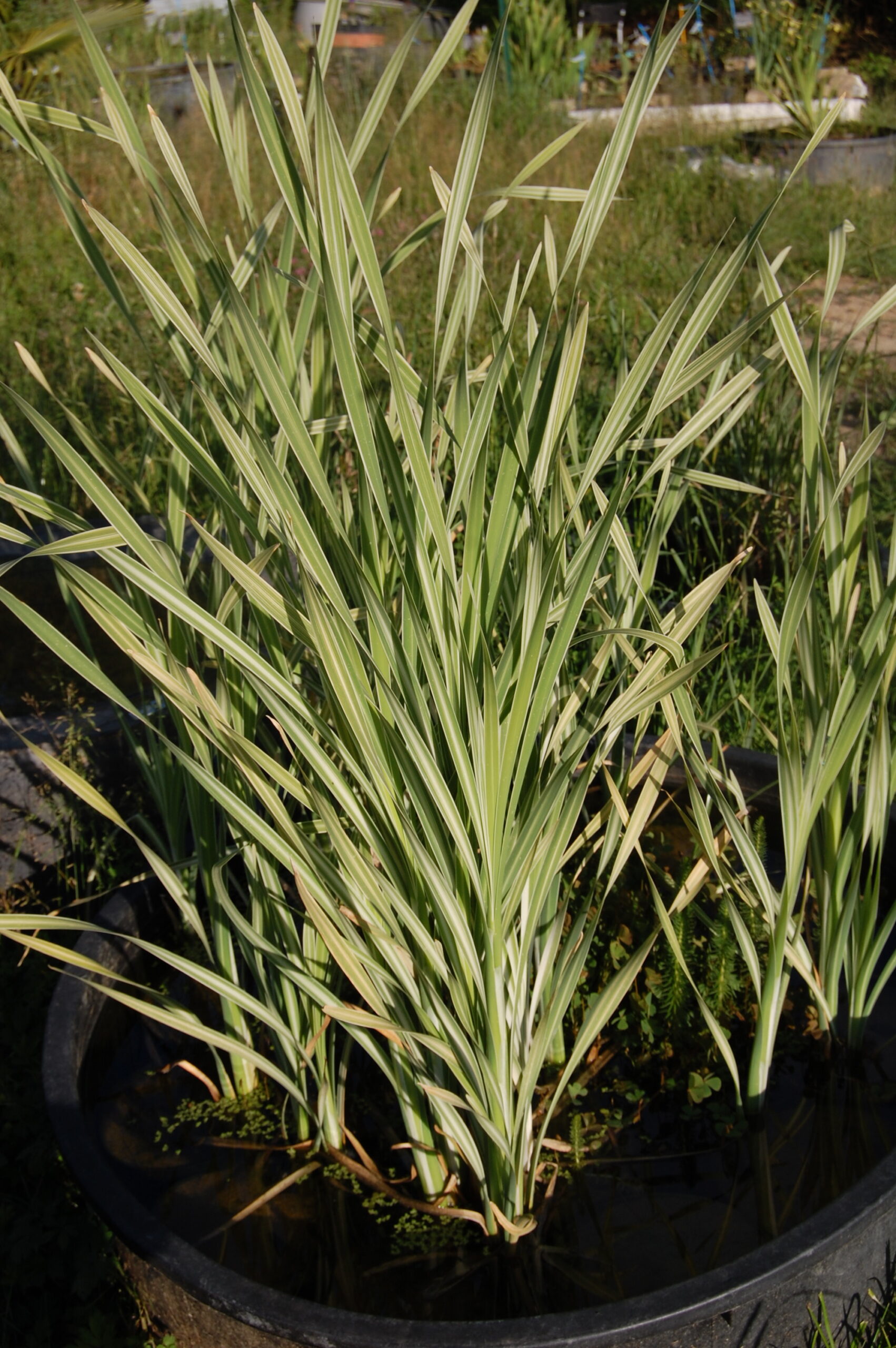 acheter typha latifolia variegata for sale buy on line (8)