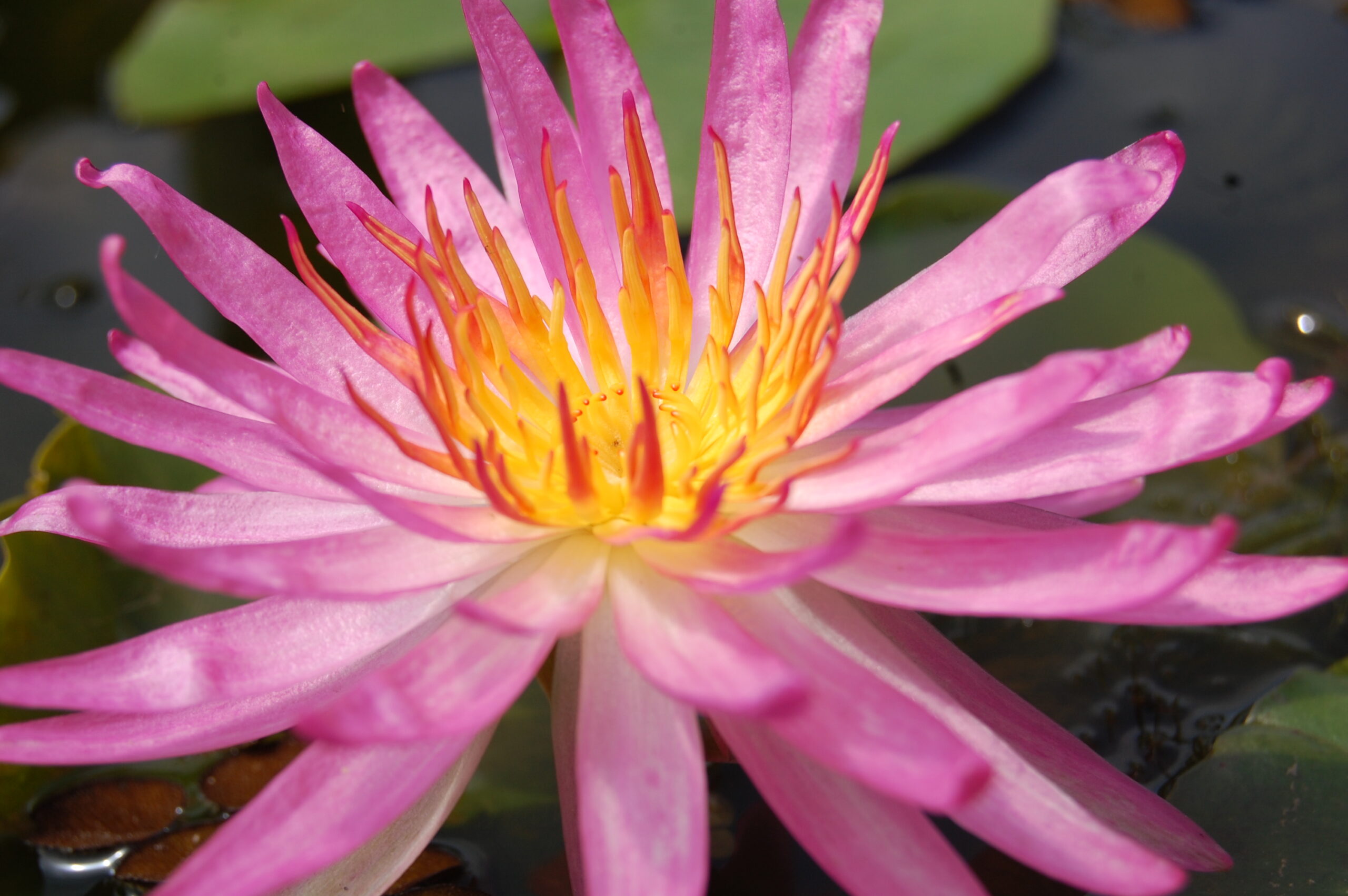 acheyer nénuphar isg nymphaea françoise james for sale buy on line (11)
