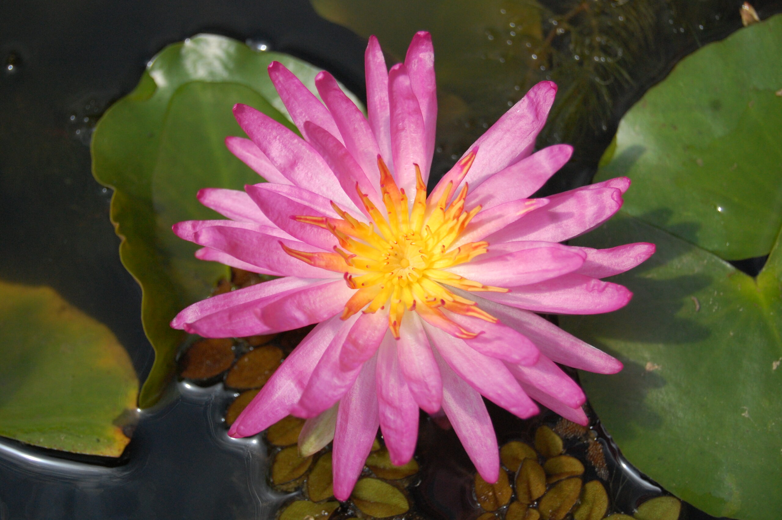 acheyer nénuphar isg nymphaea françoise james for sale buy on line (22)