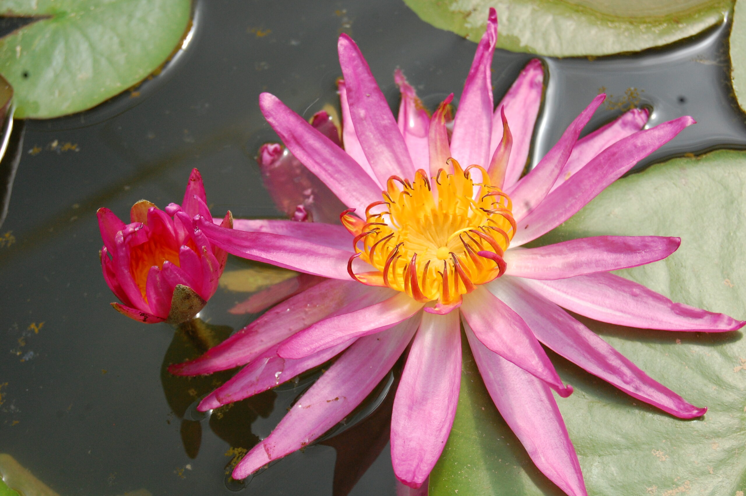 acheyer nénuphar isg nymphaea françoise james for sale buy on line (34)