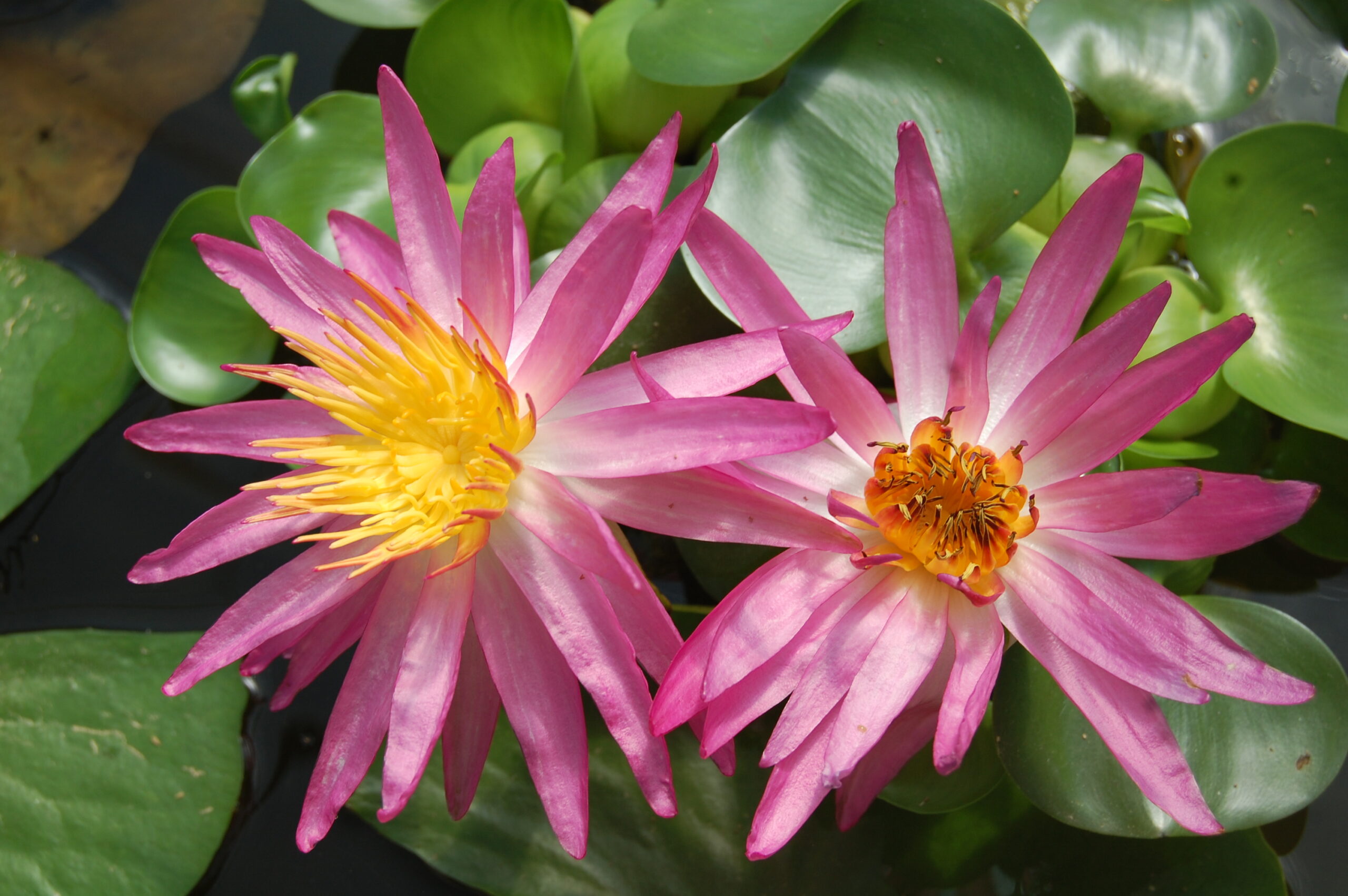 acheyer nénuphar isg nymphaea françoise james for sale buy on line (35)