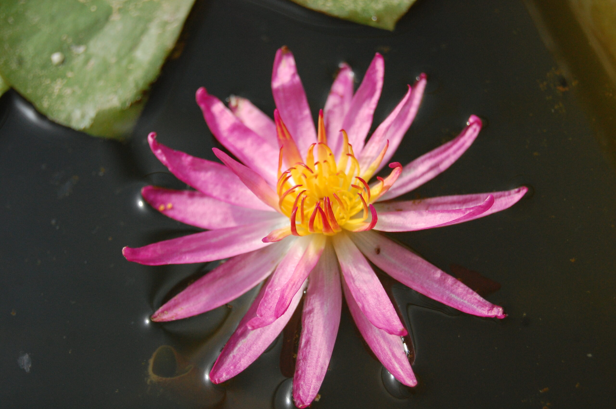 acheyer nénuphar isg nymphaea françoise james for sale buy on line (36)
