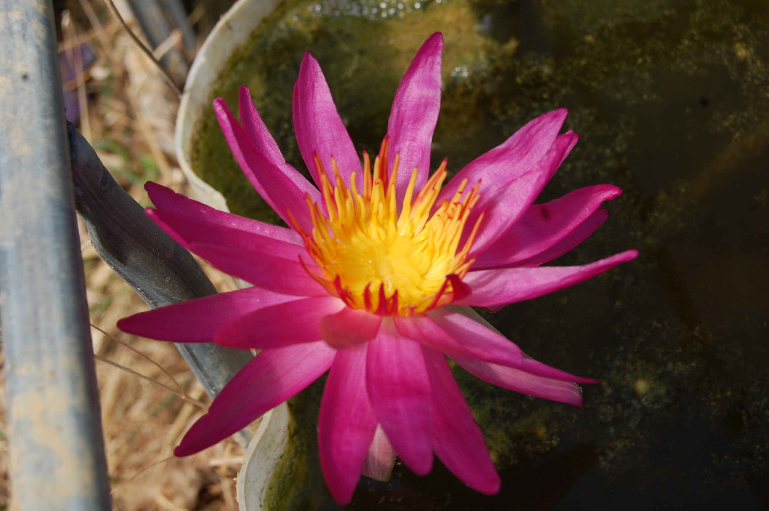 acheyer nénuphar isg nymphaea françoise james for sale buy on line (4)