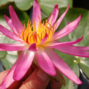 acheyer nénuphar isg nymphaea françoise james for sale buy on line (48)