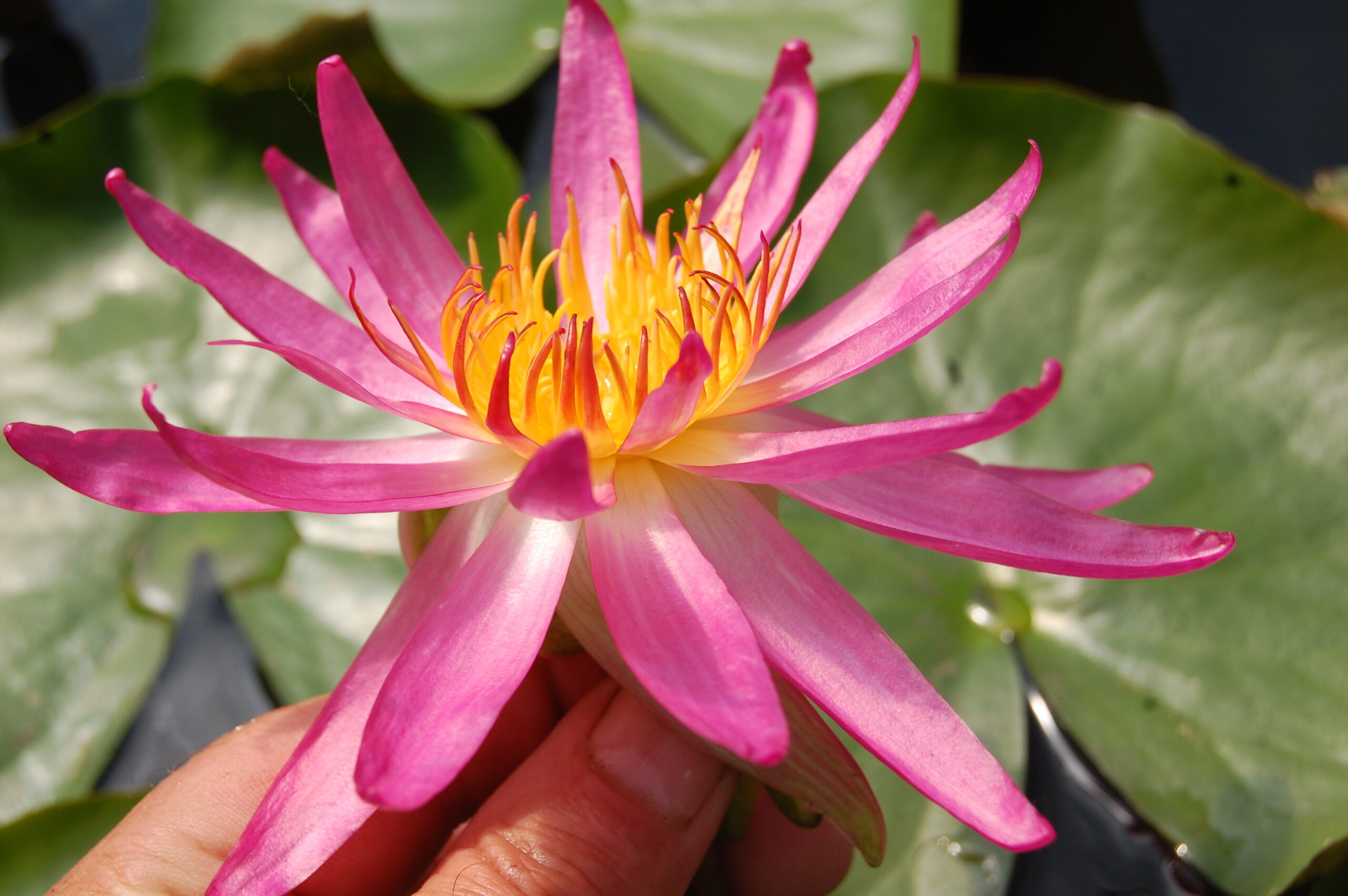 acheyer nénuphar isg nymphaea françoise james for sale buy on line (48)