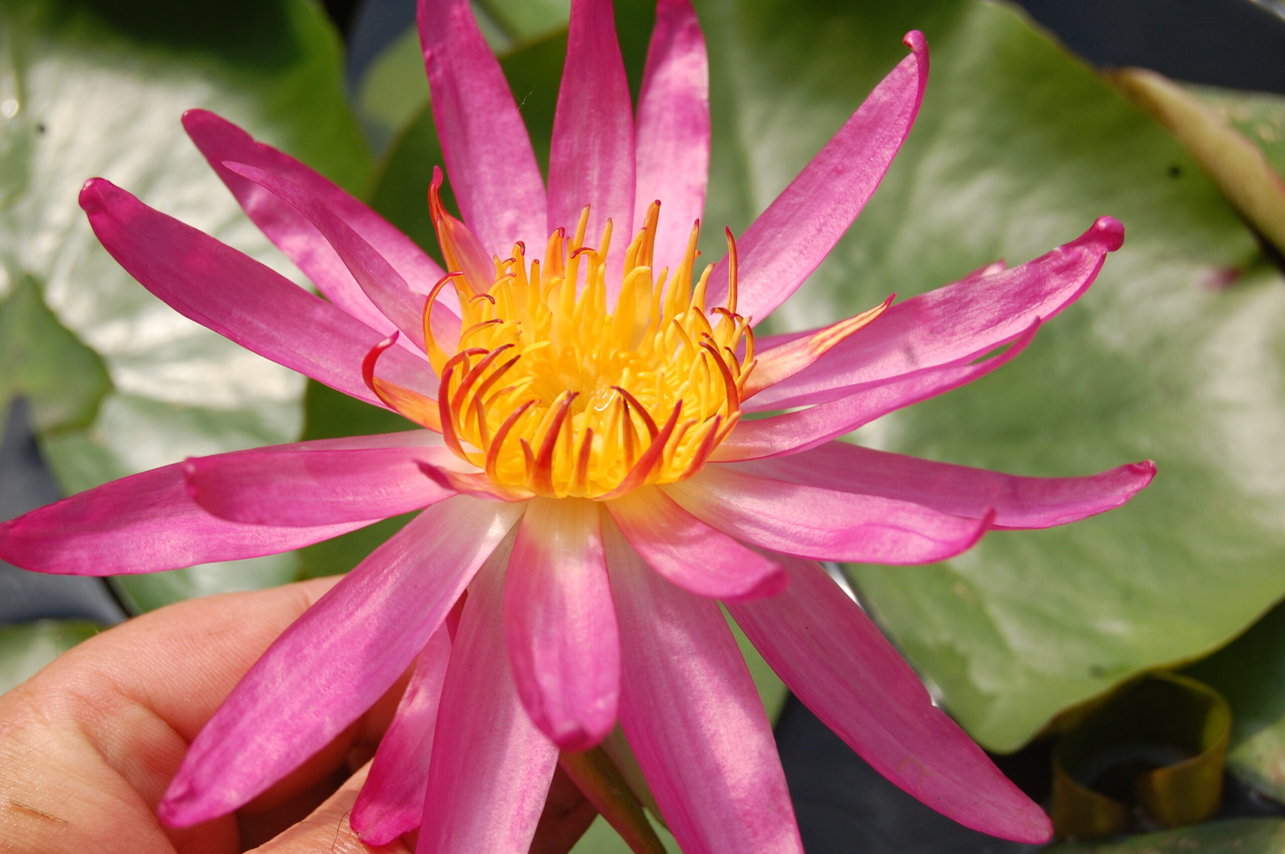 acheyer nénuphar isg nymphaea françoise james for sale buy on line (55)