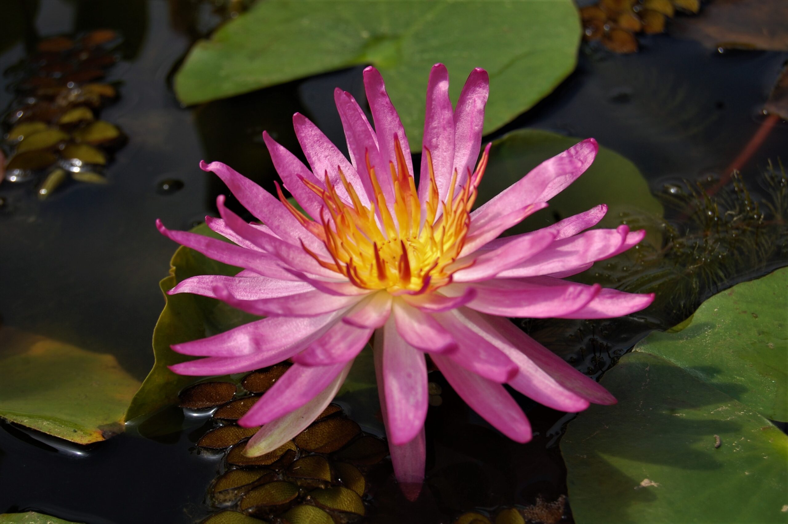 acheyer nénuphar isg nymphaea françoise james for sale buy on line (6)