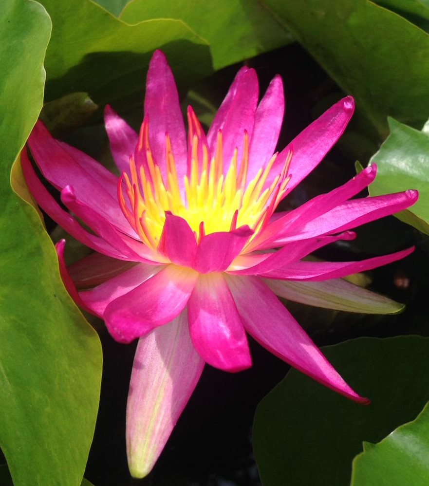 acheyer nénuphar isg nymphaea françoise james for sale buy on line (62)