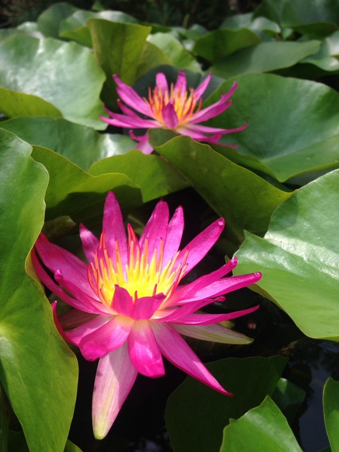 acheyer nénuphar isg nymphaea françoise james for sale buy on line (63)