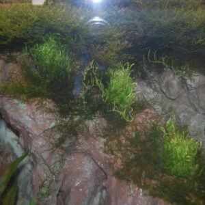 aqua 06 2025 2 scaled