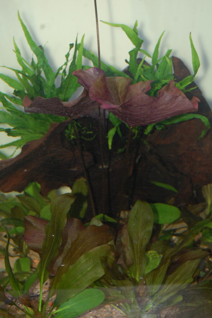 aquarium 12 scaled