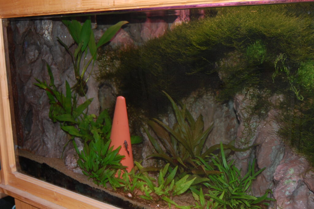 aquarium 28 1 scaled