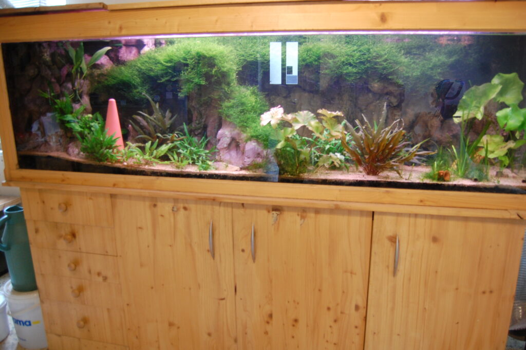 aquarium 36 scaled
